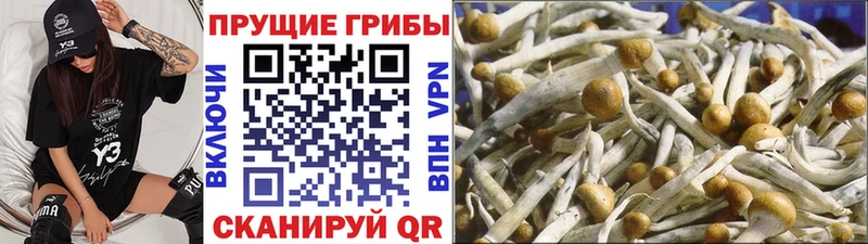 Купить где  Гремячинск  Галлюциногенные грибы Psilocybe 